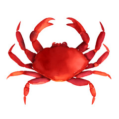 crab with style hand drawn digital painting illustration - obrazy, fototapety, plakaty