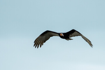 Lesser yellow-headed vulture