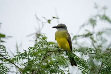 Tropical kingbird