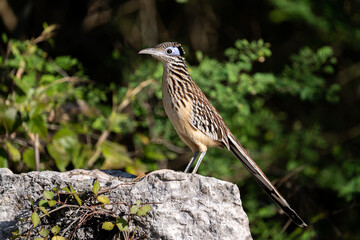 Lesser roadrunner