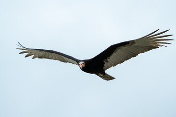 Lesser yellow-headed vulture