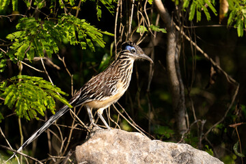 Lesser roadrunner