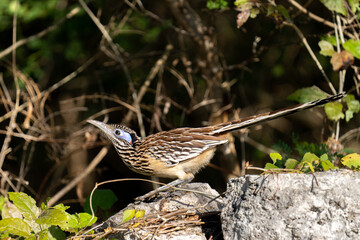 Lesser roadrunner