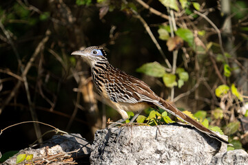 Lesser roadrunner