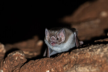 Vampire bat