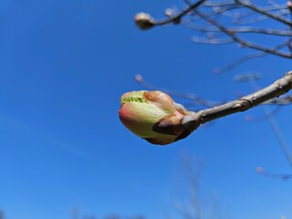 Ohio Buckeye Tree Bud with Green Parts Showing