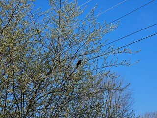 Male Red-Winged Blackbird Perched in April Morning Tree
