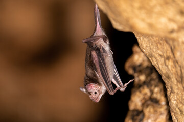 Vampire bat