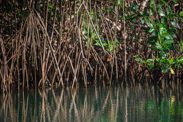 reeds in the water mangrove swamp in coveñas colombia by the sea tropical forest at the beach