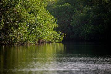 mangrove swamp in coveñas colombia by the sea tropical forest at the beach