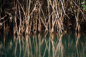 reeds in the water mangrove swamp in coveñas colombia by the sea tropical forest at the beach