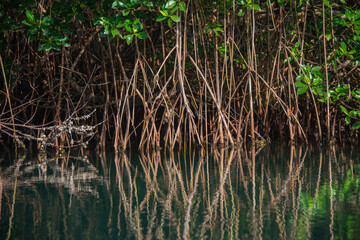 reeds in the water mangrove swamp in coveñas colombia by the sea tropical forest at the beach