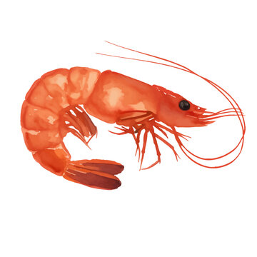 shrimp with style hand drawn digital painting illustration