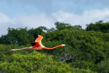 American flamingo flying © Griffin