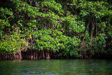 Fototapeta na wymiar mangrove swamp in coveñas colombia by the sea tropical forest at the beach