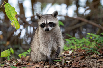 Common raccoon