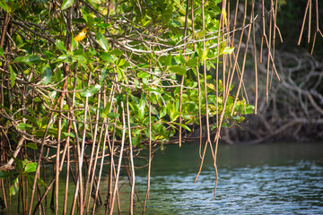 reflection in water reeds in the water mangrove swamp in coveñas colombia by the sea tropical forest at the beach with shells