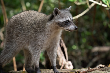 Naklejka premium Common raccoon