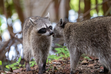 Common raccoon