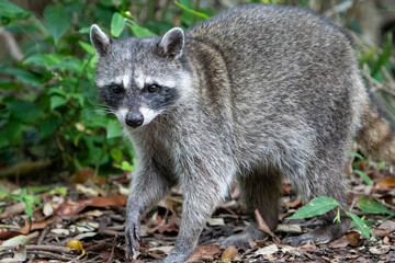Common raccoon
