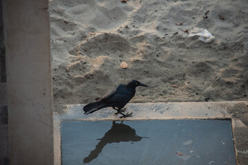 crow on the pond