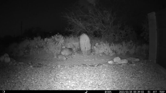 Baby and adult javelinas at night in Arizona - HD video