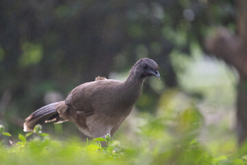 Plain chachalaca on the ground