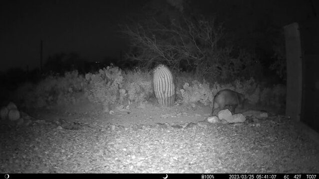 Single large javelina shaking his hair at night in Arizona - HD video