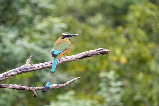 Turquoise browed motmot on a perch