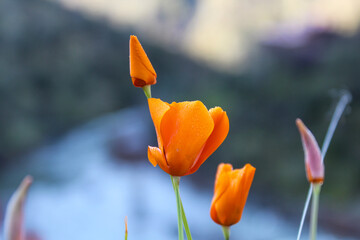 tulip flower