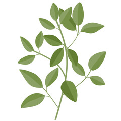Illustration of branch leaves 