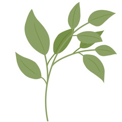 Illustration of branch leaves 