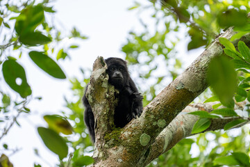 Yucatán black howler monkey
