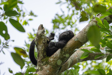 Yucatán black howler monkey