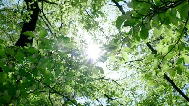 春・初夏・夏の太陽の日差しが降り注ぐ新緑の木々の森　葉の隙間から除くキラキラの木漏れ日のスローモーション　ゴールデンウィーク・アウトドア・キャンプ・夏休みのイメージ
