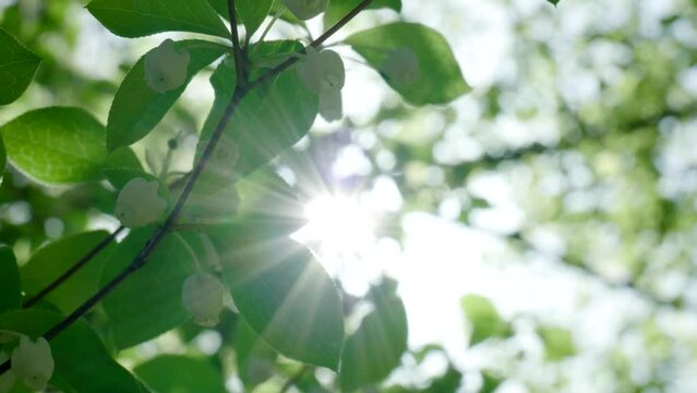 春・初夏・夏の太陽の日差しが降り注ぐ新緑の木々の森　葉の隙間から除くキラキラの木漏れ日のスローモーション　ゴールデンウィーク・アウトドア・キャンプ・夏休みのイメージ