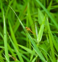 dragonfly on grass
