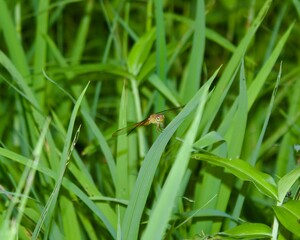 ladybird on a leaf