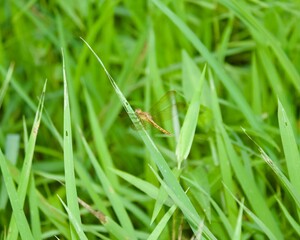 grasshopper on the grass