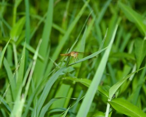 dragonfly on the grass