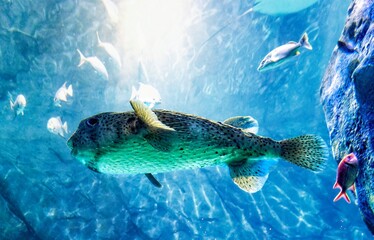 Obraz premium Little fish that could