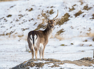 Feral deer, destroy cops, destroy wilderness, hunting