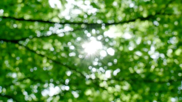 春・初夏・夏の太陽の日差しが降り注ぐ新緑の木々の森　葉の隙間から除くキラキラの木漏れ日のスローモーション　ゴールデンウィーク・アウトドア・キャンプ・夏休みのイメージ
