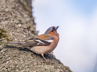 Common chaffinch, Fringilla coelebs, sits on a tree. Common chaffinch in wildlife.