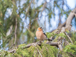 Common chaffinch, Fringilla coelebs, sits on a branch in spring on green background. Common chaffinch in wildlife.
