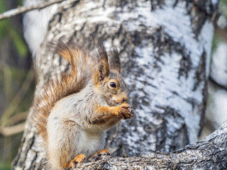 The squirrel with nut sits on a branches in the spring or summer.