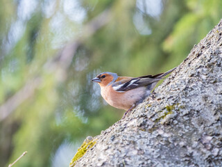 Common chaffinch, Fringilla coelebs, sits on a tree. Common chaffinch in wildlife.