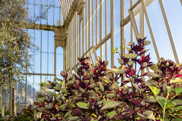 Greenhouse with plants. White greenhouse with many kinds of pot plants and flowers. Begonia bushes