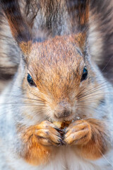 The squirrel with nut sits on a branches in the spring or summer. Portrait of the squirrel close-up