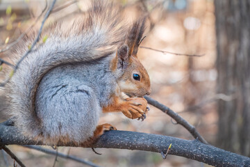 The squirrel with nut sits on a branches in the spring or summer.